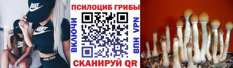 Купить  Мезень  Псилоцибиновые грибы Magic Shrooms 